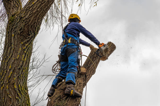 Best Tree Branch Trimming  in Benbrook, TX